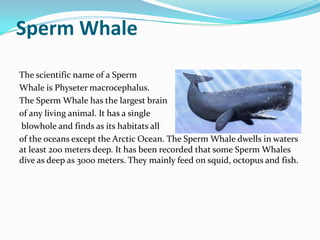 Sperm Whale
The scientific name of a Sperm
Whale is Physeter macrocephalus.
The Sperm Whale has the largest brain
of any living animal. It has a single
blowhole and finds as its habitats all
of the oceans except the Arctic Ocean. The Sperm Whale dwells in waters
at least 200 meters deep. It has been recorded that some Sperm Whales
dive as deep as 3000 meters. They mainly feed on squid, octopus and fish.
 