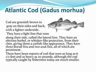 Atlantic Cod (Gadus morhua)
Cod are greenish brown to
gray on their sides and back,
with a lighter underside.
They have a light line that runs
along their side, called the lateral line. They have an
obvious barbel, or whisker-like projection, from their
chin, giving them a catfish-like appearance. They have
three dorsal fins and two anal fins, all of which are
prominent.
There have been reports of cod that were as long as 6
1/2 feet and as heavy as 211 pounds, although the cod
typically caught by fishermen today are much smaller.
 