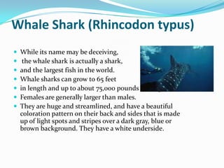Whale Shark (Rhincodon typus)
 While its name may be deceiving,
 the whale shark is actually a shark,
 and the largest fish in the world.
 Whale sharks can grow to 65 feet
 in length and up to about 75,000 pounds in weight.
 Females are generally larger than males.
 They are huge and streamlined, and have a beautiful
coloration pattern on their back and sides that is made
up of light spots and stripes over a dark gray, blue or
brown background. They have a white underside.
 
