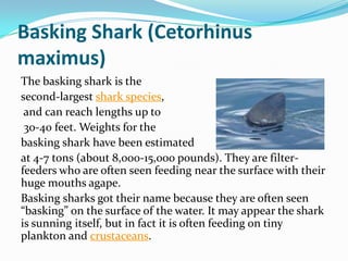 Basking Shark (Cetorhinus
maximus)
The basking shark is the
second-largest shark species,
and can reach lengths up to
30-40 feet. Weights for the
basking shark have been estimated
at 4-7 tons (about 8,000-15,000 pounds). They are filter-
feeders who are often seen feeding near the surface with their
huge mouths agape.
Basking sharks got their name because they are often seen
“basking” on the surface of the water. It may appear the shark
is sunning itself, but in fact it is often feeding on tiny
plankton and crustaceans.
 