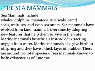 Diferent animals inside the sea