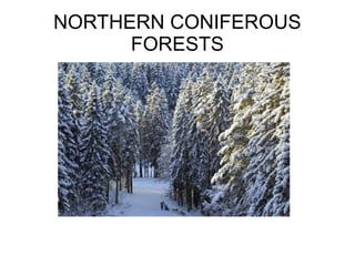 NORTHERN CONIFEROUS
FORESTS