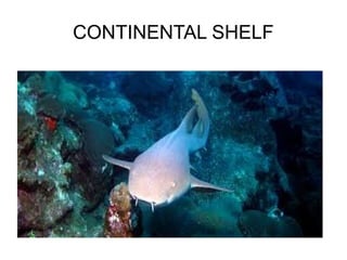 CONTINENTAL SHELF