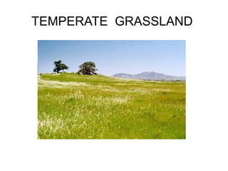 TEMPERATE GRASSLAND