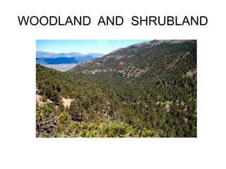 WOODLAND AND SHRUBLAND