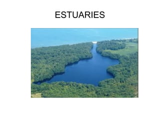 ESTUARIES