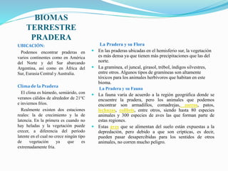 BIOMAS 
TERRESTRE 
PRADERA 
UBICACIÓN: 
Podemos encontrar praderas en 
varios continentes como en América 
del Norte y del Sur abarcando 
Argentina, así como en África del 
Sur, Eurasia Central y Australia. 
Clima de la Pradera 
El clima es húmedo, semiárido, con 
veranos cálidos de alrededor de 21°C 
e inviernos fríos. 
Realmente existen dos estaciones 
reales: la de crecimiento y la de 
latencia. En la primera es cuando no 
hay heladas y la vegetación puede 
crecer, a diferencia del período 
latente en el cual no crece ningún tipo 
de vegetación ya que es 
extremadamente fría. 
La Pradera y su Flora 
 En las praderas ubicadas en el hemisferio sur, la vegetación 
es más densa ya que tienen más precipitaciones que las del 
norte. 
 La gramínea, el juncal, girasol, trébol, índigos silvestres, 
entre otros. Algunos tipos de gramíneas son altamente 
tóxicos para los animales herbívoros que habitan en este 
bioma. 
La Pradera y su Fauna 
 La fauna varía de acuerdo a la región geográfica donde se 
encuentre la pradera, pero los animales que podemos 
encontrar son armadillos, comadrejas, zorros, patos, 
lechuzas, colibrís, entre otros, siendo hasta 80 especies 
animales y 300 especies de aves las que forman parte de 
estas regiones. 
 Estas aves que se alimentan del suelo están expuestas a la 
depredación, pero debido a que son crípticas, es decir, 
pueden pasar desapercibidas para los sentidos de otros 
animales, no corren mucho peligro. 
 