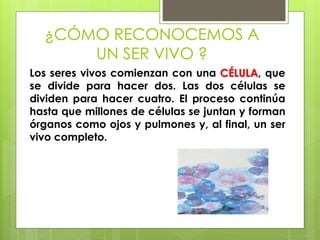 ¿CÓMO RECONOCEMOS A 
UN SER VIVO ? 
Los seres vivos comienzan con una CÉLULA, que 
se divide para hacer dos. Las dos células se 
dividen para hacer cuatro. El proceso continúa 
hasta que millones de células se juntan y forman 
órganos como ojos y pulmones y, al final, un ser 
vivo completo. 
 