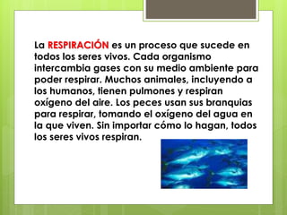 La RESPIRACIÓN es un proceso que sucede en 
todos los seres vivos. Cada organismo 
intercambia gases con su medio ambiente para 
poder respirar. Muchos animales, incluyendo a 
los humanos, tienen pulmones y respiran 
oxígeno del aire. Los peces usan sus branquias 
para respirar, tomando el oxígeno del agua en 
la que viven. Sin importar cómo lo hagan, todos 
los seres vivos respiran. 
 