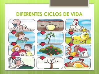DIFERENTES CICLOS DE VIDA 
 