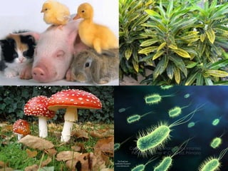 Colegio Nuestra Señora de los Infantes 
Profesor D.Javier 4º Curso Ed. Primaria 
 