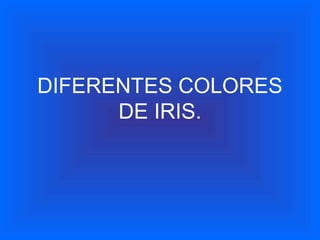 DIFERENTES COLORES
      DE IRIS.
 