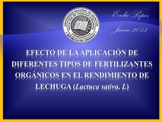 EFECTO DE LAAPLICACIÓN DE
DIFERENTES TIPOS DE FERTILIZANTES
ORGÁNICOS EN EL RENDIMIENTO DE
LECHUGA (Lactuca sativa, L)
Evelio López
Junio 2013
 