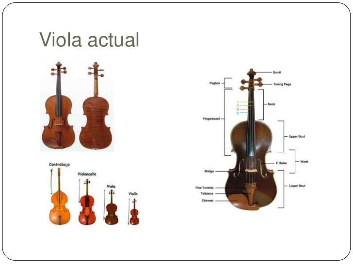 Diferentes tipos de violas