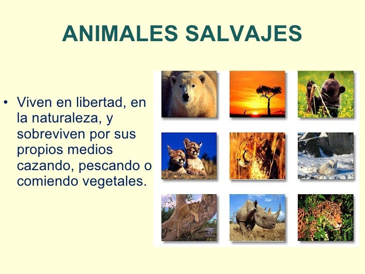 Diferencia entre animales domésticos y salvajes