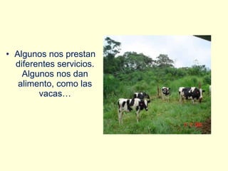 <ul><li>Algunos nos prestan diferentes servicios. Algunos nos dan alimento, como las vacas… </li></ul>