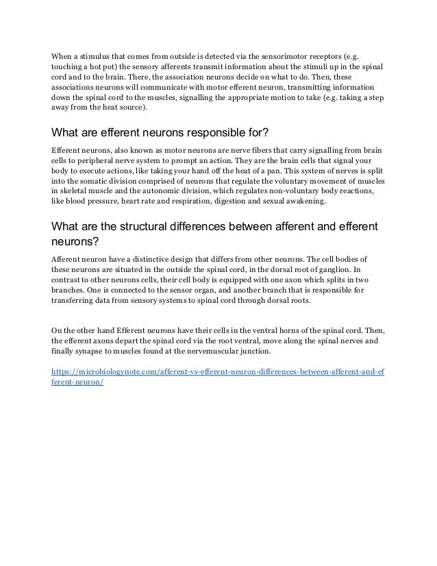 When a stimulus that comes from outside is detected via the sensorimotor receptors (e.g.
touching a hot pot) the sensory afferents transmit information about the stimuli up in the spinal
cord and to the brain. There, the association neurons decide on what to do. Then, these
associations neurons will communicate with motor efferent neuron, transmitting information
down the spinal cord to the muscles, signalling the appropriate motion to take (e.g. taking a step
away from the heat source).
What are efferent neurons responsible for?
Efferent neurons, also known as motor neurons are nerve fibers that carry signalling from brain
cells to peripheral nerve system to prompt an action. They are the brain cells that signal your
body to execute actions, like taking your hand off the heat of a pan. This system of nerves is split
into the somatic division comprised of neurons that regulate the voluntary movement of muscles
in skeletal muscle and the autonomic division, which regulates non-voluntary body reactions,
like blood pressure, heart rate and respiration, digestion and sexual awakening.
What are the structural differences between afferent and efferent
neurons?
Afferent neuron have a distinctive design that differs from other neurons. The cell bodies of
these neurons are situated in the outside the spinal cord, in the dorsal root of ganglion. In
contrast to other neurons cells, their cell body is equipped with one axon which splits in two
branches. One is connected to the sensor organ, and another branch that is responsible for
transferring data from sensory systems to spinal cord through dorsal roots.
On the other hand Efferent neurons have their cells in the ventral horns of the spinal cord. Then,
the efferent axons depart the spinal cord via the root ventral, move along the spinal nerves and
finally synapse to muscles found at the nervemuscular junction.
https://microbiologynote.com/afferent-vs-efferent-neuron-differences-between-afferent-and-ef
ferent-neuron/
 
