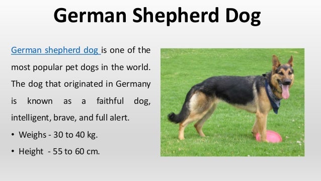 the difference between a german shepherd and an alsatian