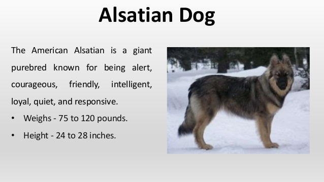 the difference between a german shepherd and an alsatian
