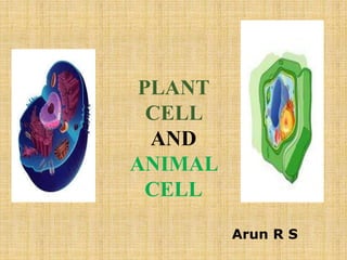 PLANT 
CELL 
AND 
ANIMAL 
CELL 
Arun R S 
 