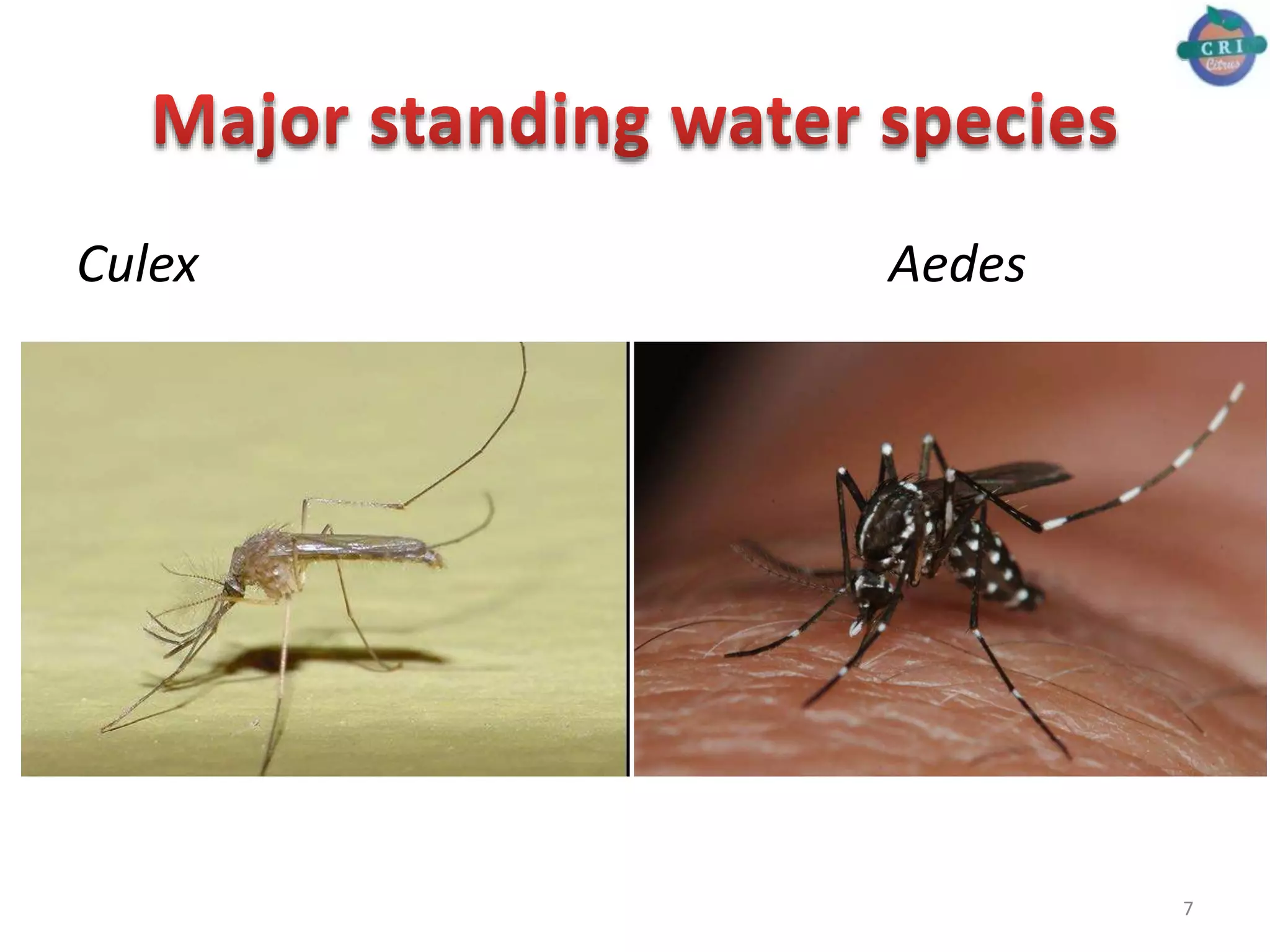 Difference between major mosquito species (Anophele, Culex and Aedes sp ...