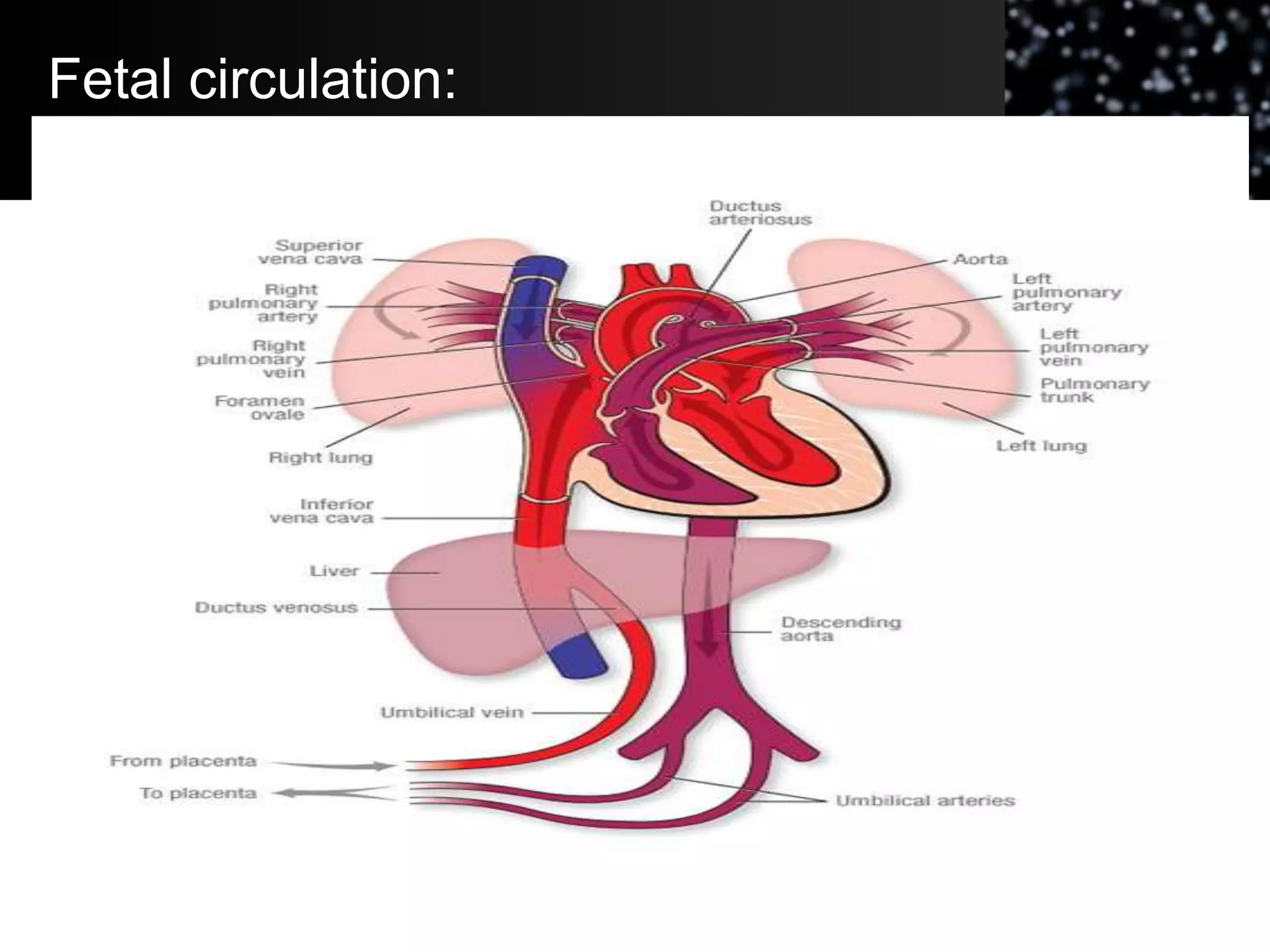Fetal circulation:
 
