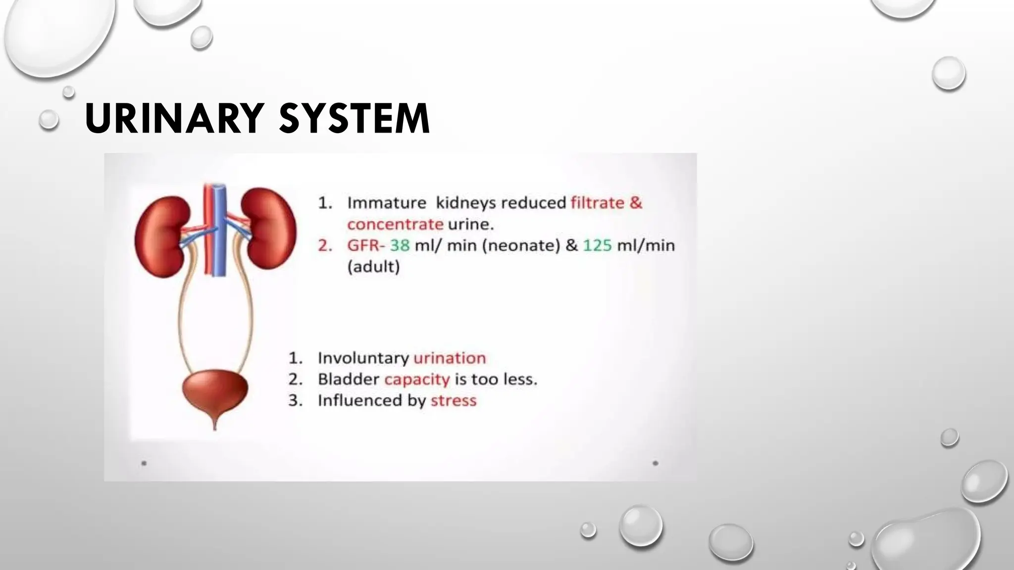 URINARY SYSTEM