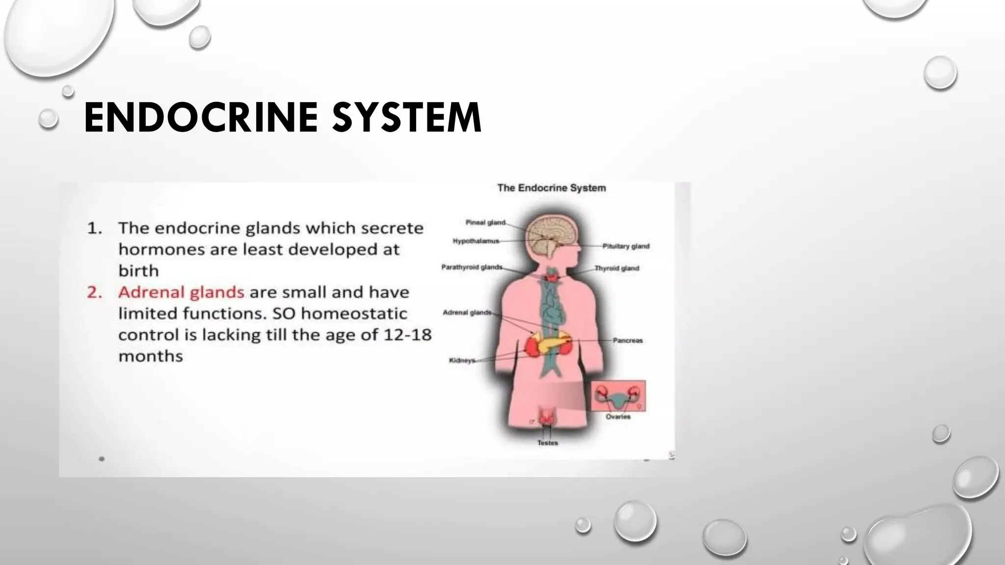 ENDOCRINE SYSTEM