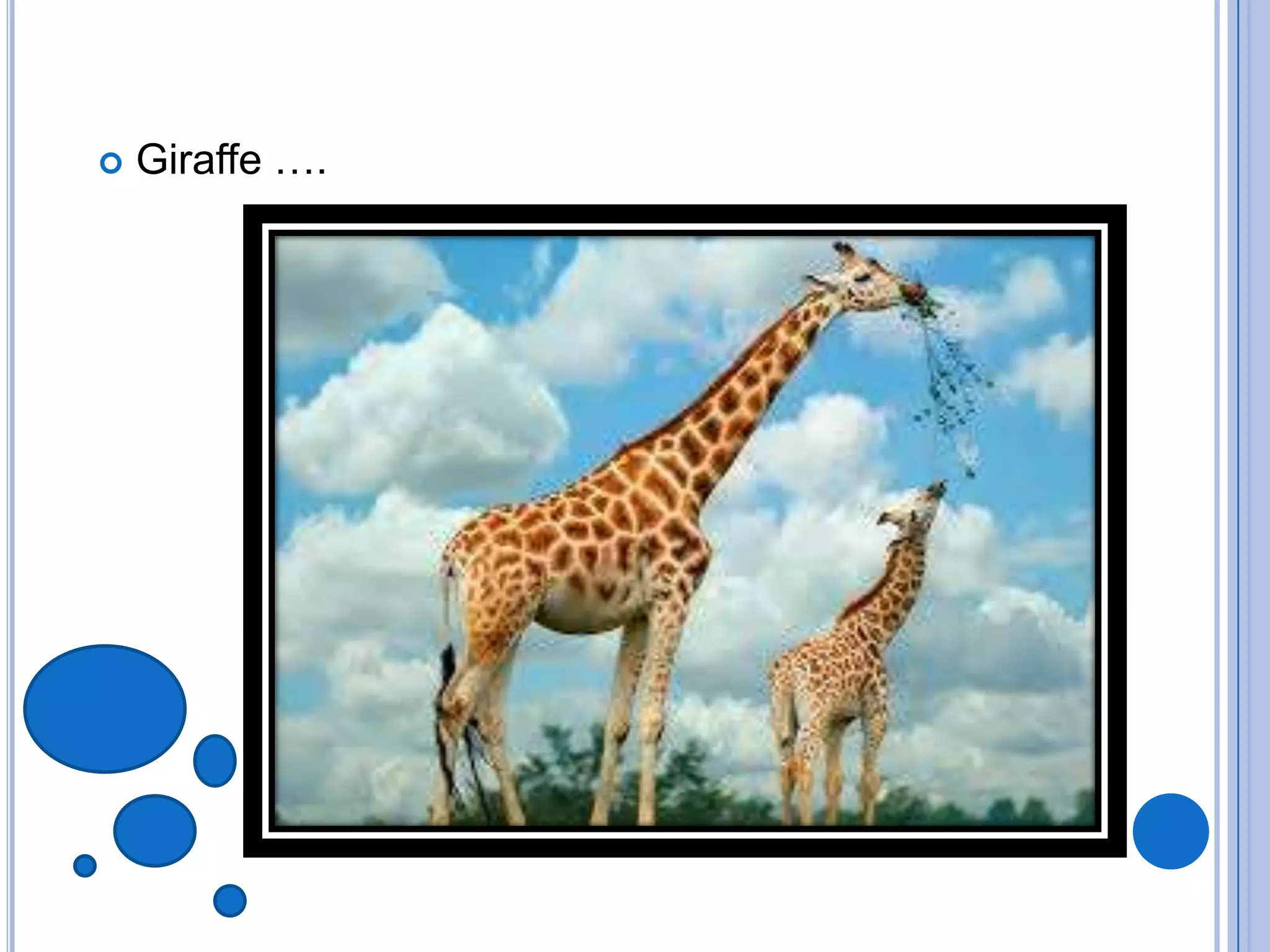  Giraffe ….
 