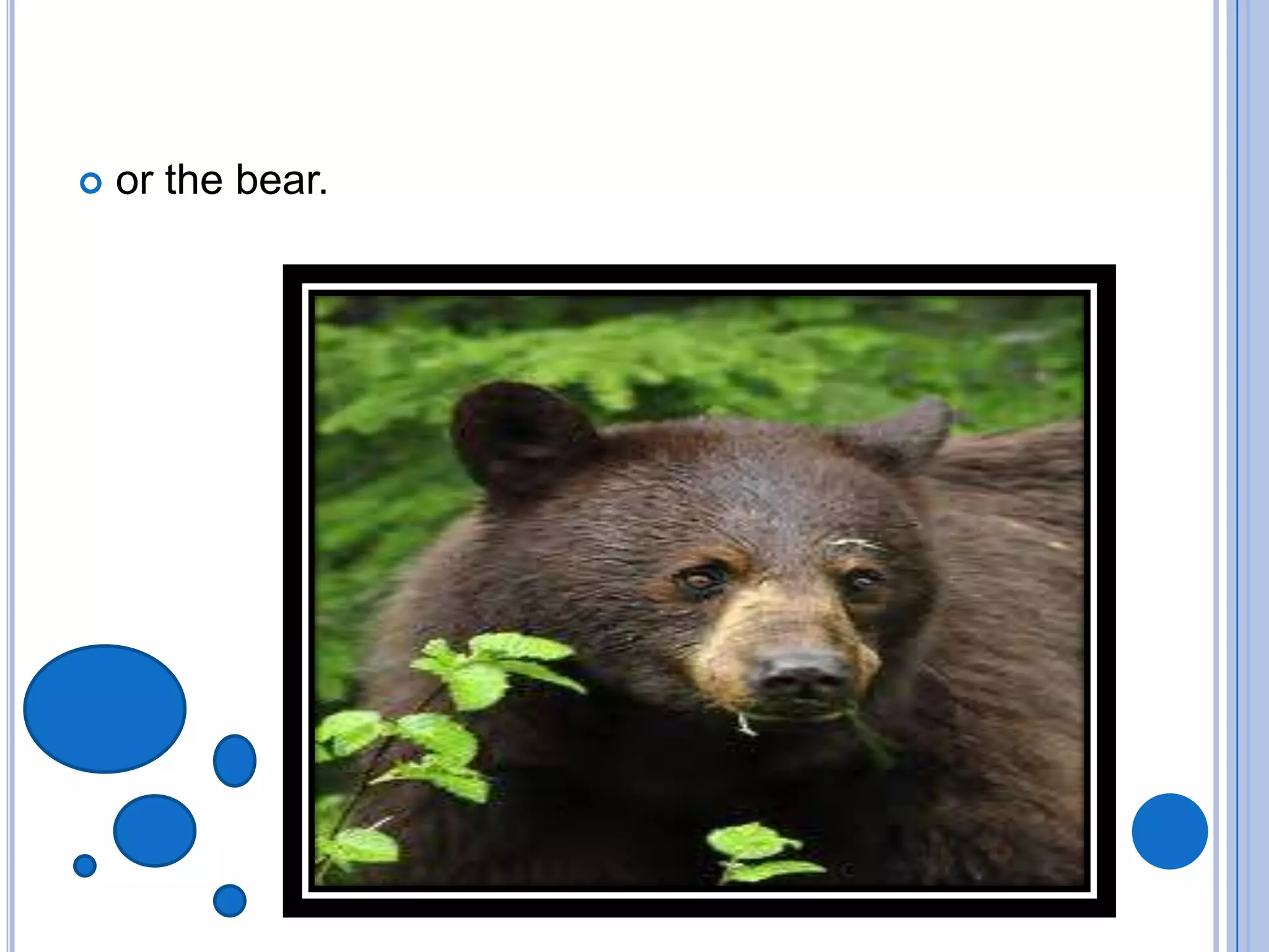  Or the bear.
 