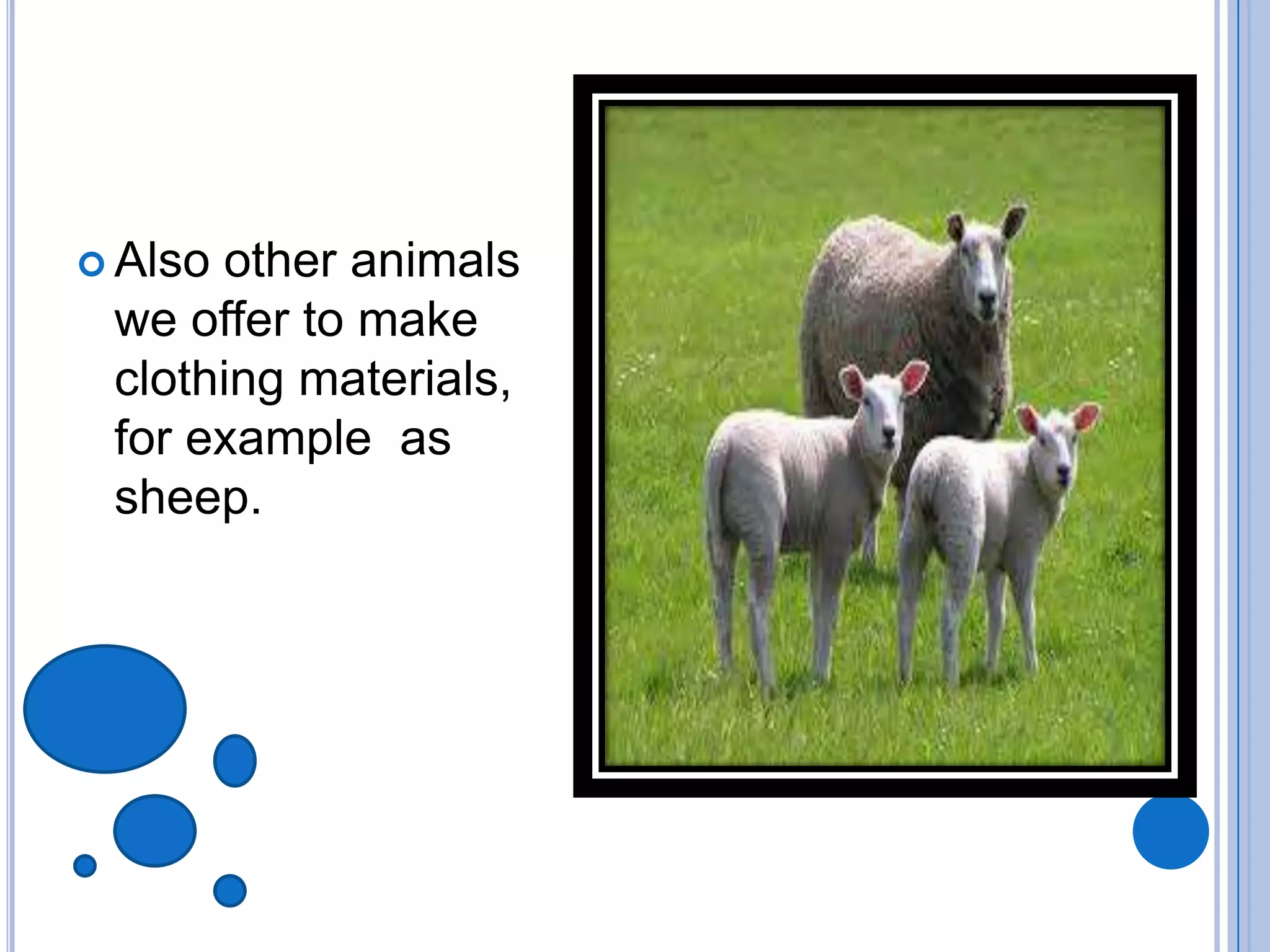  Also other animals
we offer to make
clothing
materials, for
example as sheep.
 