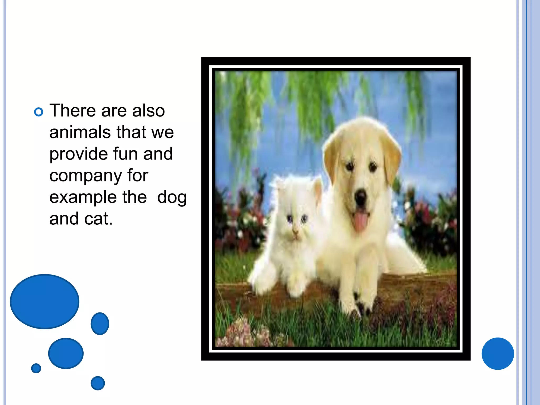  There are also
animals that we
provide fun and
company for
example the dog
and cat.
 