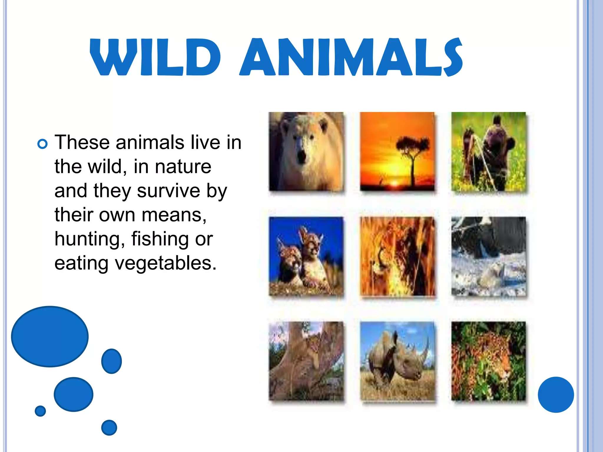 WILD ANIMALS
 These animals live in
the wild, in nature
and they survive by
their own means,
hunting, fishing or
eating vegetables.
 