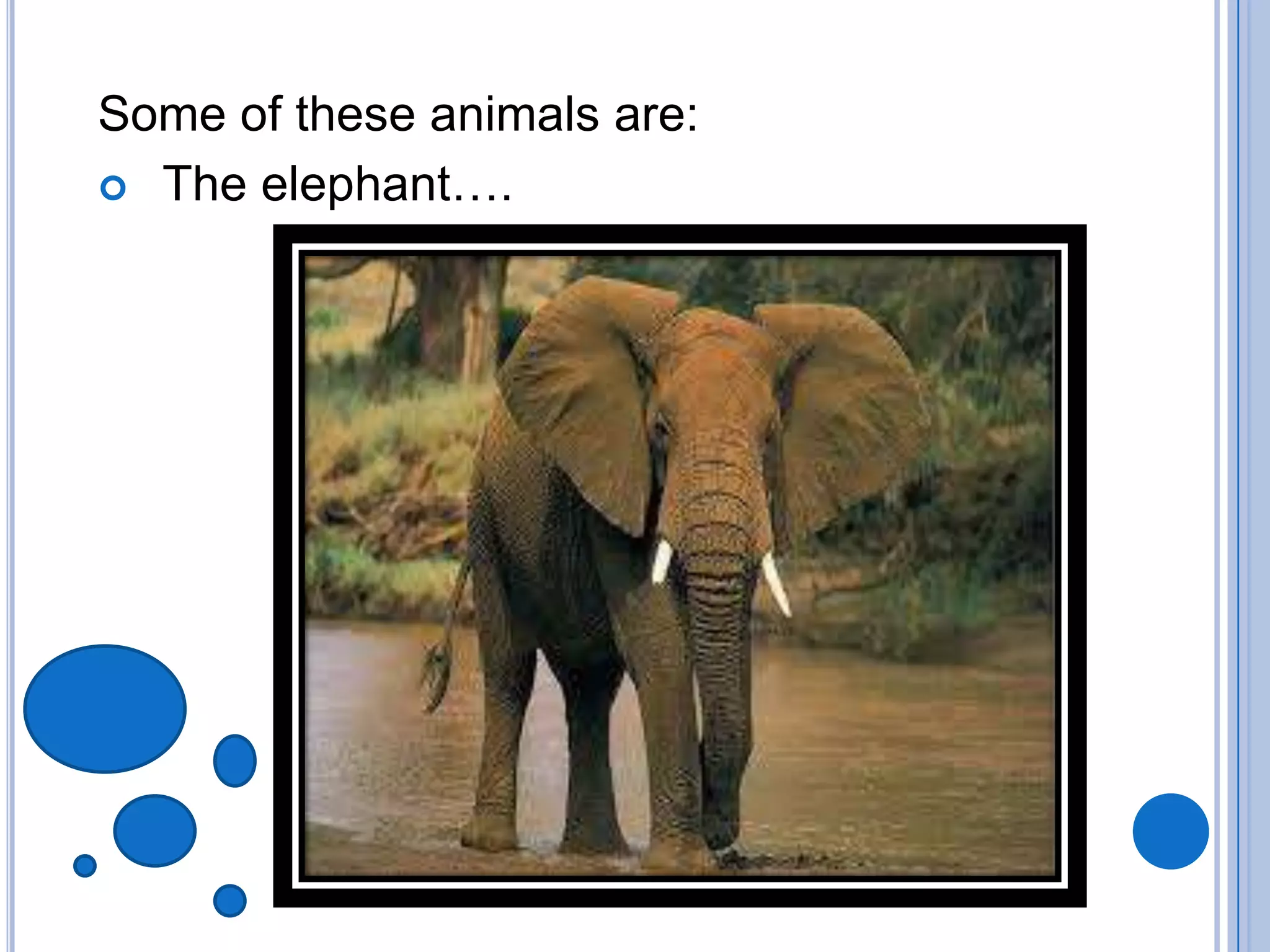 Some of these animals are:
 The elephant….
 
