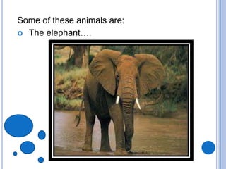 Difference between domestic and wild animals | PPTX