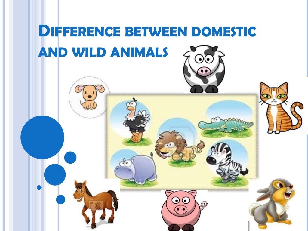 difference-between-domestic-and-wild-animals