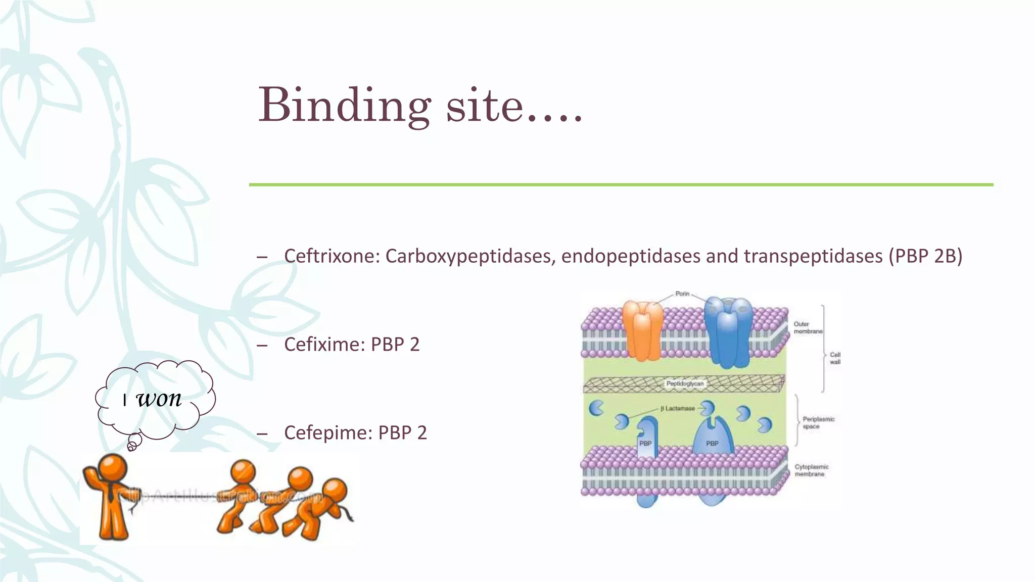 I won
Binding site….
– Ceftrixone: Carboxypeptidases, endopeptidases and transpeptidases (PBP 2B)
– Cefixime: PBP 2
– Cefepime: PBP 2
 