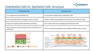 Endothelial cells Epithelial Cells
It is a single sheet of endothelial cell It is formed of multiple layer of epithelium cells.
It can easily allow water and oxygen to pass through It does not allow easy passage of any thing for the outside to inside.
They lack the tightly packed epithelial morphology It has several cells that are tightly packed with each other
They are spaced to allow passage of fluids and diffusion of
substances
There is very little extracellular space between differnet types of cells.
Endothelial Cells Vs. Epithelial Cells: structure
 