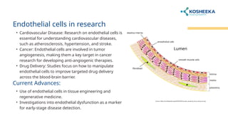 Endothelial cells in research
• Cardiovascular Disease: Research on endothelial cells is
essential for understanding cardiovascular diseases,
such as atherosclerosis, hypertension, and stroke.
• Cancer: Endothelial cells are involved in tumor
angiogenesis, making them a key target in cancer
research for developing anti-angiogenic therapies.
• Drug Delivery: Studies focus on how to manipulate
endothelial cells to improve targeted drug delivery
across the blood-brain barrier.
Current Advances:
• Use of endothelial cells in tissue engineering and
regenerative medicine.
• Investigations into endothelial dysfunction as a marker
for early-stage disease detection.
Source: https://en.wikipedia.org/wiki/File:Microscopic_anatomy_of_an_artery_en.svg
 