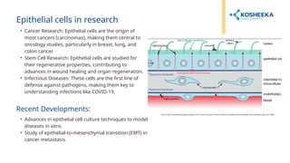 Epithelial cells in research
• Cancer Research: Epithelial cells are the origin of
most cancers (carcinomas), making them central to
oncology studies, particularly in breast, lung, and
colon cancer.
• Stem Cell Research: Epithelial cells are studied for
their regenerative properties, contributing to
advances in wound healing and organ regeneration.
• Infectious Diseases: These cells are the first line of
defense against pathogens, making them key to
understanding infections like COVID-19.
Recent Developments:
• Advances in epithelial cell culture techniques to model
diseases in vitro.
• Study of epithelial-to-mesenchymal transition (EMT) in
cancer metastasis.
Source: https://www.researchgate.net/figure/The-in-vivo-environment-and-architecture-of-epithelial-and-endothelial-cell-monolayers_fig1_261104695
 