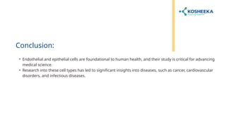 Conclusion:
• Endothelial and epithelial cells are foundational to human health, and their study is critical for advancing
medical science.
• Research into these cell types has led to significant insights into diseases, such as cancer, cardiovascular
disorders, and infectious diseases.
 