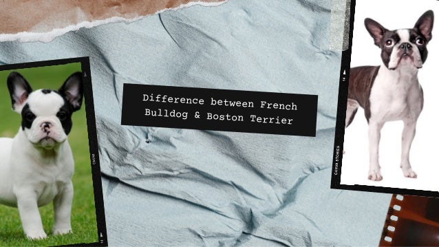 Difference between French
Bulldog & Boston Terrier
 