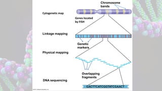 Difference between genetic linkage and physical map | PPTX