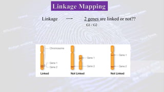 Difference between genetic linkage and physical map | PPTX