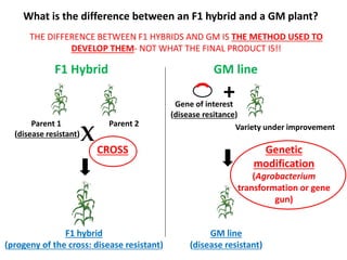 What is the difference between an F1 hybrid and a GM plant?
THE DIFFERENCE BETWEEN F1 HYBRIDS AND GM IS THE METHOD USED TO
DEVELOP THEM- NOT WHAT THE FINAL PRODUCT IS!!

F1 Hybrid

GM line

+

Parent 1
(disease resistant)

X

Parent 2

CROSS

Gene of interest
(disease resitance)
Variety under improvement

Genetic
modification
(Agrobacterium
transformation or gene
gun)

F1 hybrid
(progeny of the cross: disease resistant)

GM line
(disease resistant)

 