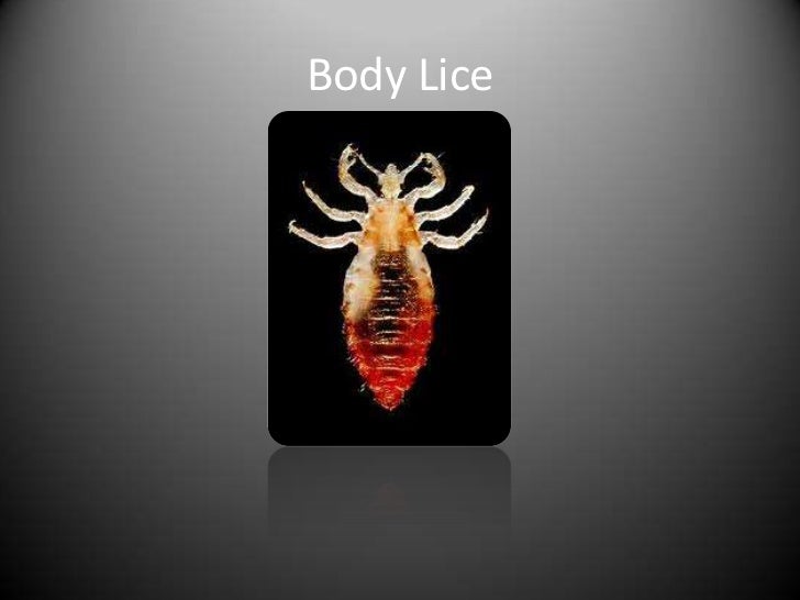Difference between head lice, body lice and pubic lice