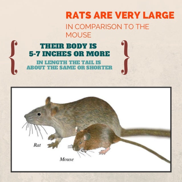 difference between mice and rats difference between rats and mice