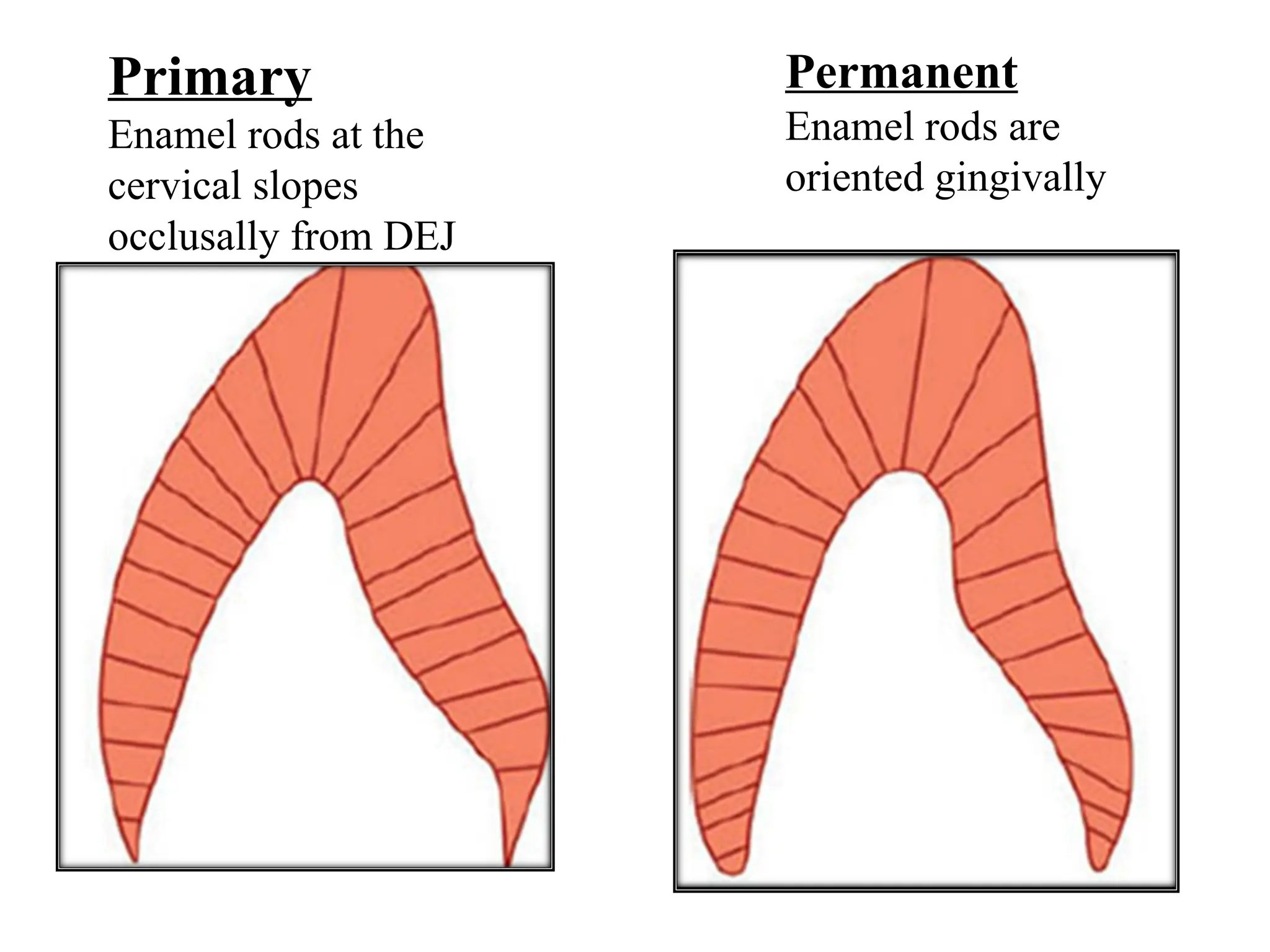 Interlocking Enamel Rods Difference between primary and permanent.ppt