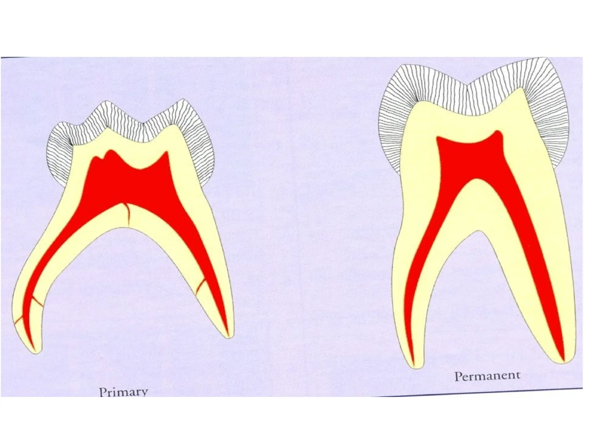 Difference between primary and permanent.ppt
