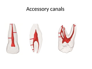 Accessory canals
 
